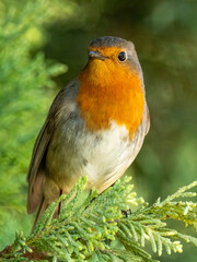 Robin