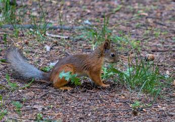 A squirrel stands on the ground in the forest in close-up.