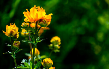Altai bathing suit in the garden close-up.