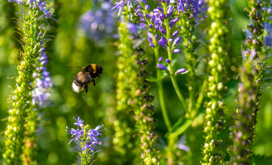 A bee near a flower in a field on a summer day.
