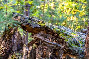 Old fallen trees with moss in the forest.