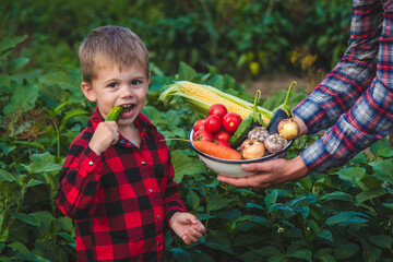 a farmer man and his son collect vegetables in a bowl. Selective focus