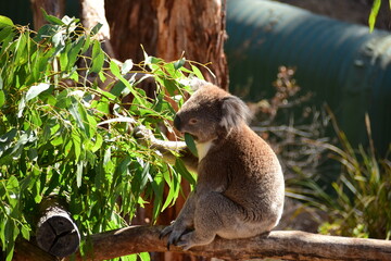 koala  eating eucalyptus leaf