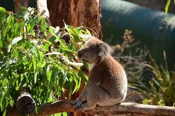 Rolgordijnen koala  eating eucalyptus leaf © Ruiwen