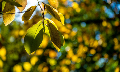 Yellow autumn leaves on a tree branch against the sky.