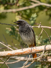 Black redstart male