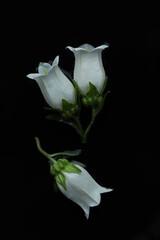 White flowers on black background.