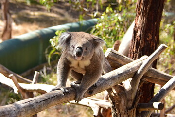 koala watching you