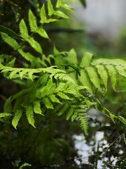 fern leaf in the forest