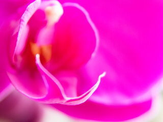 Soft backlit close-up of a single light pink orchid flower. Soft focus