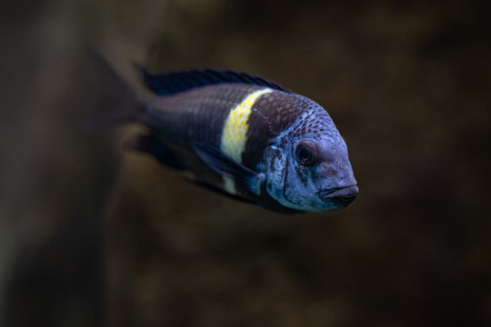 Dubois's mouthwater fish under the surface.
