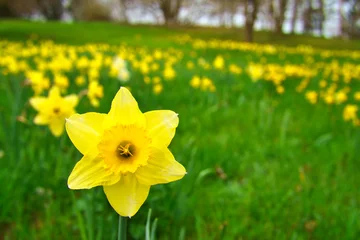Zelfklevend Fotobehang Daffodils at Easter time on a meadow. Yellow flowers shine against the green grass © Martin