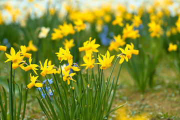 Daffodils at Easter time on a meadow. Yellow flowers shine against the green grass