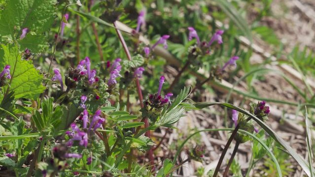 河川敷に咲くホトケノザの花