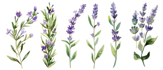 Artistic set of watercolor lavender and thyme clipart, capturing the essence of forest herbs with delicate flowers and leaves, isolated on white background.
