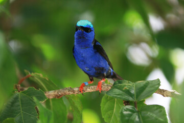 blue bird