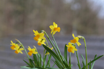 close up of blooming daffodils for easter