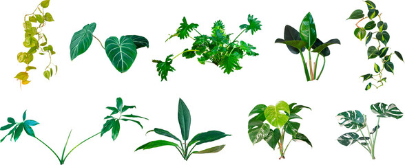Plants of the Araceae family. Monsters and philodendrons on a white background - obrazy, fototapety, plakaty