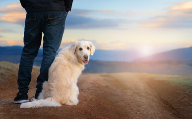 Happy golden retriever in a red raincoat standing on a path in a park on a rainy day. Walking with a dog in the rain. Life with a dog. Dog in clothes