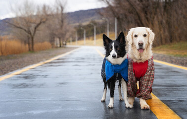 A black and white Bored Collie and a Golden Retriever in raincoats stand in the rain on a path in the park. Walking the dog in the rain. Life with a dog. Dog in clothes