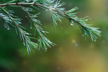 Fir branch with water drops on a green-yellow background. Plant close up.