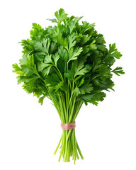 photo bunch of parsley