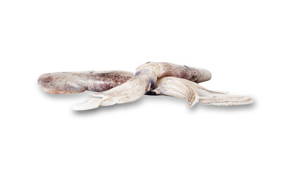 Nature raw squid isolated