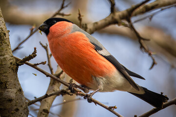 A male Eurasian bullfinch sits on a branch, eats, and looks toward the camera lens on a sunny...
