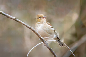 Fototapeta premium A Female common chaffinch (Fringilla coelebs) sits on the thin branch and looks toward the camera lens. Close-up portrait of female common chaffinch with grey-brown background.