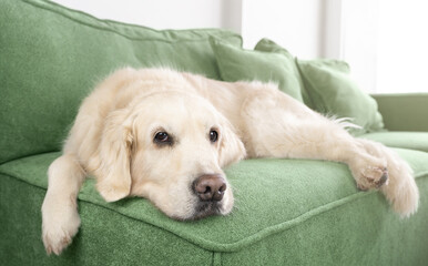 A tired golden retriever is resting on a green sofa in the living room. Dog at home. Life with dog.