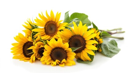 Obraz premium beautiful sunflowers on white background in high resolution and high quality. flower concept, sunflowers, white background, nature, png, roses