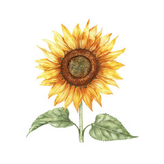 beautiful sunflower vector illustration in watercolour style