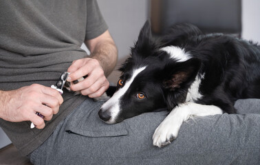 Black and white border collie lies patiently and waits for the owner to trim his claws. Taking care of the dog. Living with a dog