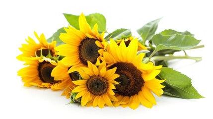 beautiful sunflowers on white background in high resolution and high quality. flowers concept