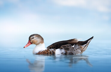 The gray duck in the center of the frame is resting in a blue lake and a drop of water drips from its red beak. Wild duck swims in the lake on a blue background