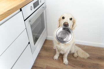 A hungry golden retriever sits in the kitchen with a empty metal bowl in his teeth and waits to be...