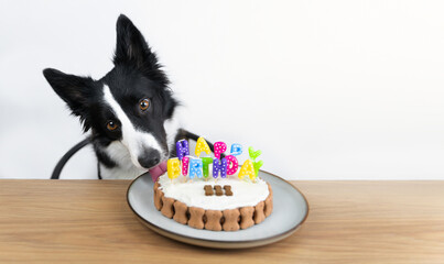 Black and white border collie licking a birthday cake. Dog’s birthday. Dog with cake.