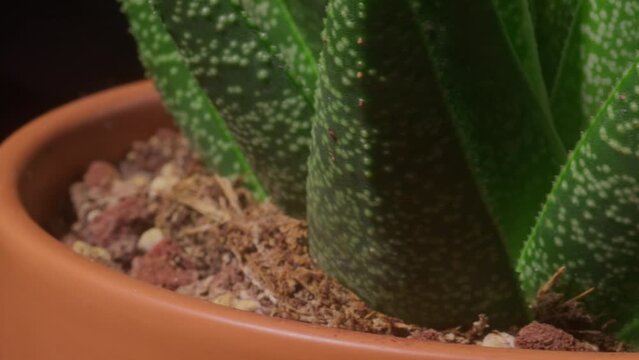 Slow motion shot of a succulent spinning around in a circle