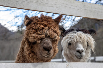 A beautiful alpaca looks out from the pen. Portrait of an animal. A beautiful animal. - Powered by Adobe