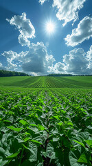 Fototapeta na wymiar Under the blue sky and white clouds, there are endless soybean fields. AI generative