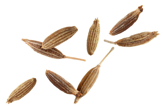Many cumin seeds falling on white background