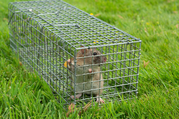 Brown rat captured in cage