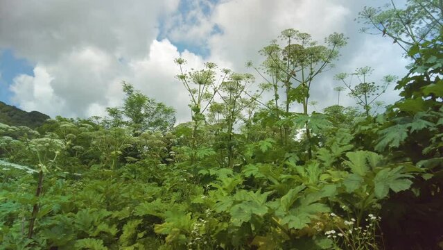 Sosnovsky's hogweed is a dangerous plant of the collective farm period, "Stalin's revenge" - he came up with its mass distribution. Its juice is photoactive and causes terrible burns