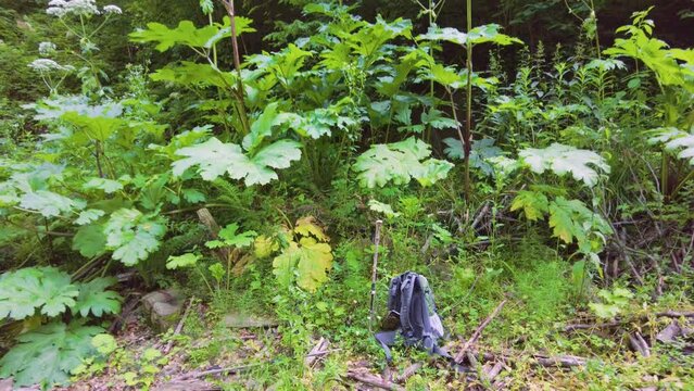 Sosnovsky's hogweed is a dangerous plant of the collective farm period, "Stalin's revenge" - he came up with its mass distribution. Its juice is photoactive and causes terrible burns