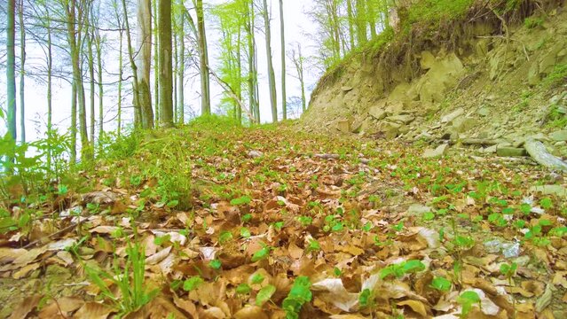 Young beech saplings growing along a dirt road in an old beech forest. New generation of trees springing up by the mountain path, symbolizing renewal and nature lifecycle in the Carpathians.
