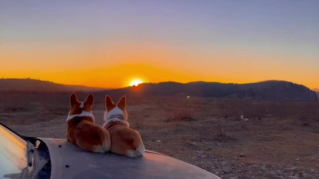 Cute adorable brown dogs enjoying sunset view near lake in sunny day summer outside.