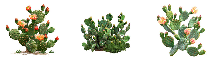 Prickly pear blooming cactus bush, png file of isolated cutout object on transparent background