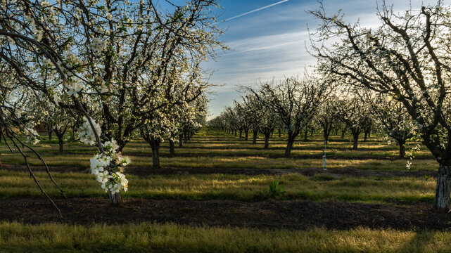 Dramatic image of a tree orchard in early spring at dawn golden hour, with blooming white flowers in Marysville, California. With blue skies and green grass.