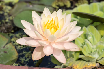 Beautiful blooming water lily.
