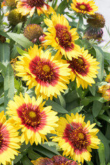 Obraz premium Beautiful Gaillardia flowers..